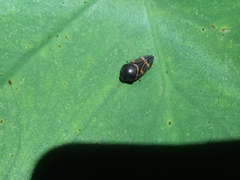 Okiscarta uchidae