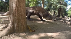 Varanus komodoensis