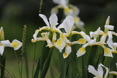 Iris orientalis
