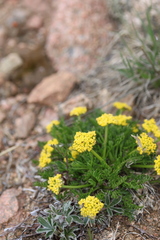 Cymopterus bakeri