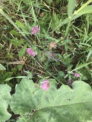 Trifolium pratense
