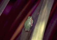 Hyla sarda