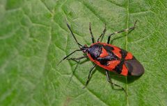 Deraeocoris trifasciatus
