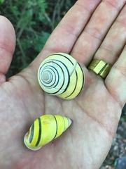 Amphidromus poecilochroa