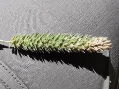 Phalaris coerulescens