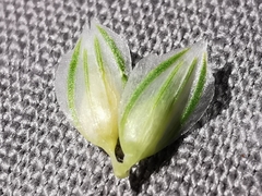 Phalaris coerulescens