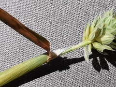 Phalaris coerulescens