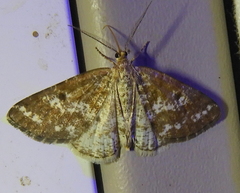 Eufidonia convergaria