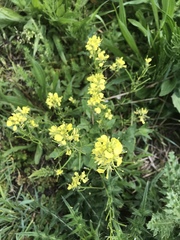 Rhamphospermum arvense