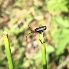 Silis ruficollis