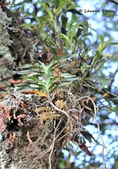 Tridactyle tricuspis