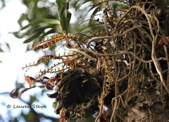 Tridactyle tricuspis