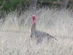 Meleagris gallopavo intermedia