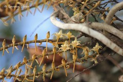 Tridactyle tricuspis