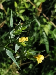 Linum trigynum