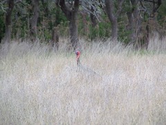 Meleagris gallopavo intermedia