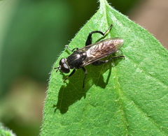 Chalcosyrphus piger