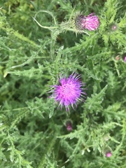 Carduus