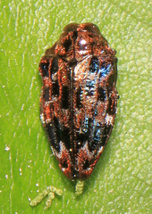 Brachys ovatus