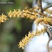 Threetail Trident Orchid - Photo (c) Lauren Steyn, some rights reserved (CC BY-NC-ND), uploaded by Lauren Steyn