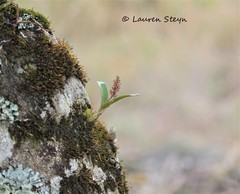 Polystachya adansoniae