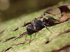Camponotus postoculatus