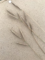 Brachypodium distachyon