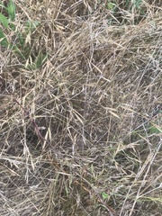 Brachypodium distachyon