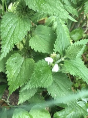 Lamium album
