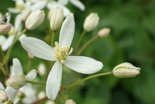 Clematis terniflora iNat (2)