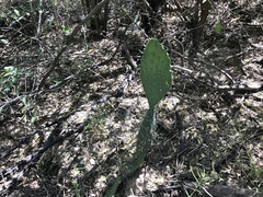 Opuntia laevis