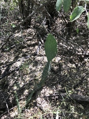 Opuntia laevis