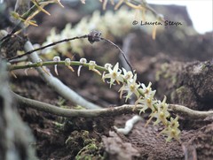 Tridactyle tricuspis