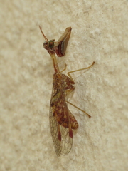 Mantispa styriaca