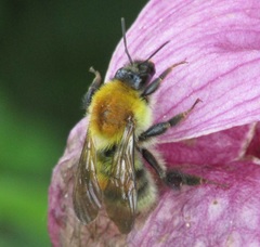 Bombus consobrinus