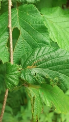 Stigmella floslactella