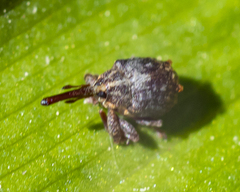 Anthonomus quadrigibbus