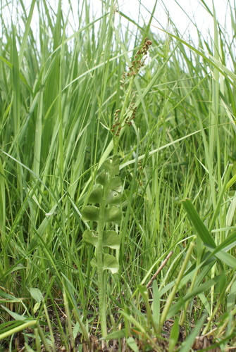 common moonwort (Botrychium lunaria)