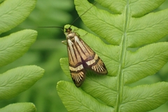Nemophora degeerella