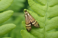 Nemophora degeerella