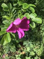 Rosa rugosa