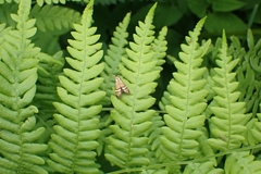 Nemophora degeerella