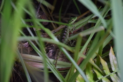 Anolis gemmosus