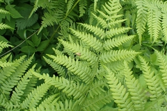 Nemophora degeerella