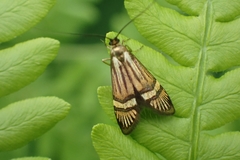 Nemophora degeerella