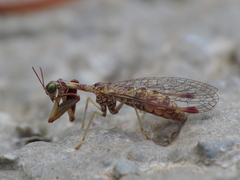 Mantispa styriaca