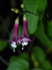 Jacquemontia solanifolia