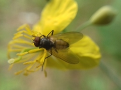 Thricops semicinereus