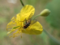 Thricops semicinereus