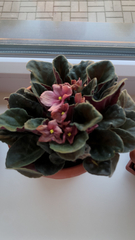 Streptocarpus ionanthus